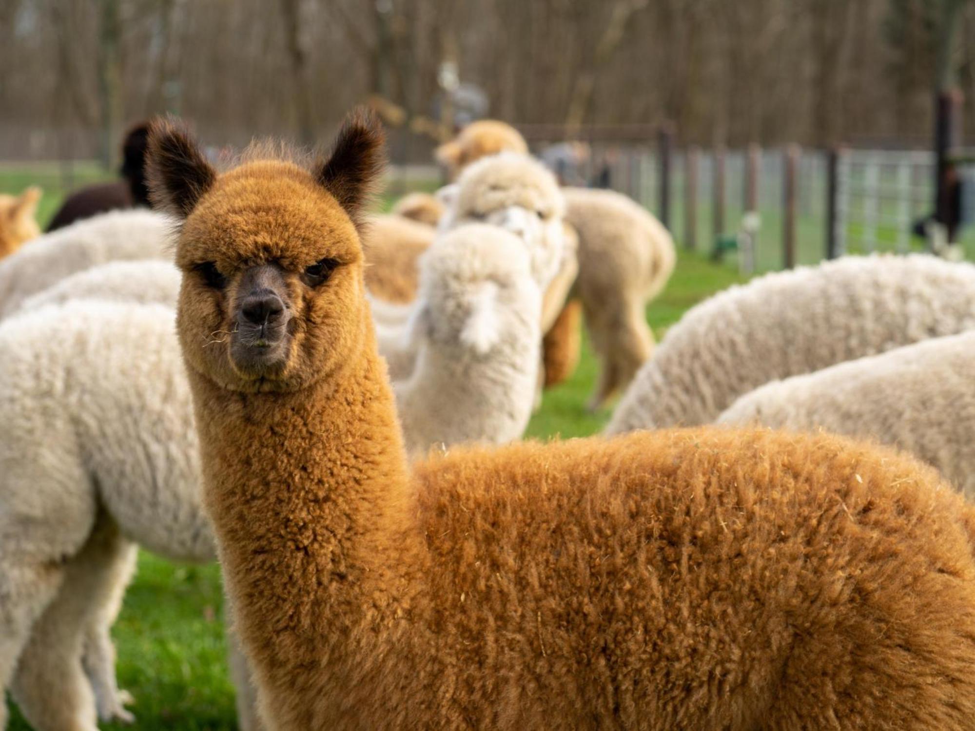 Alpacafarm Vorstenbosch Bagian luar foto