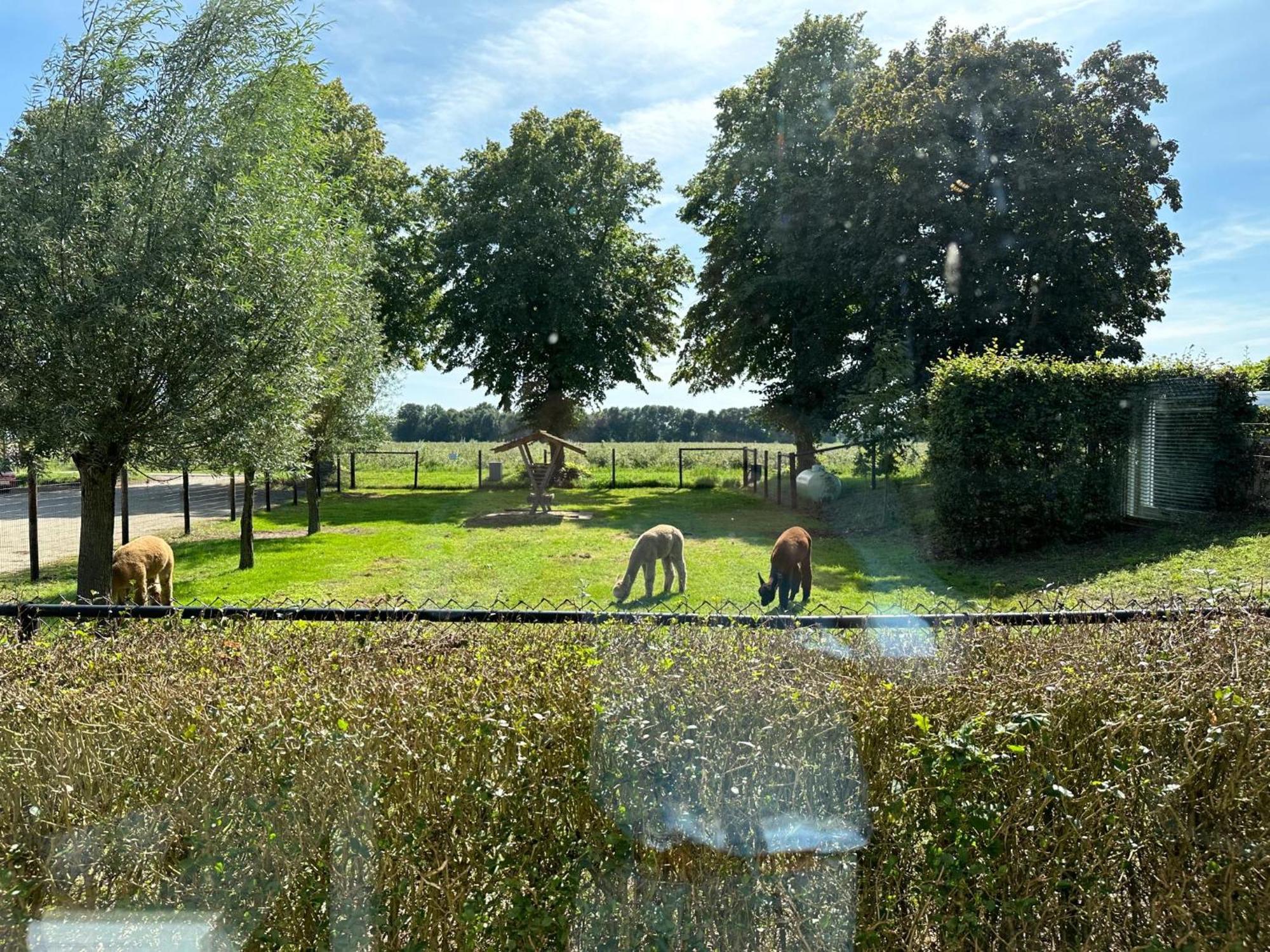 Alpacafarm Vorstenbosch Bagian luar foto