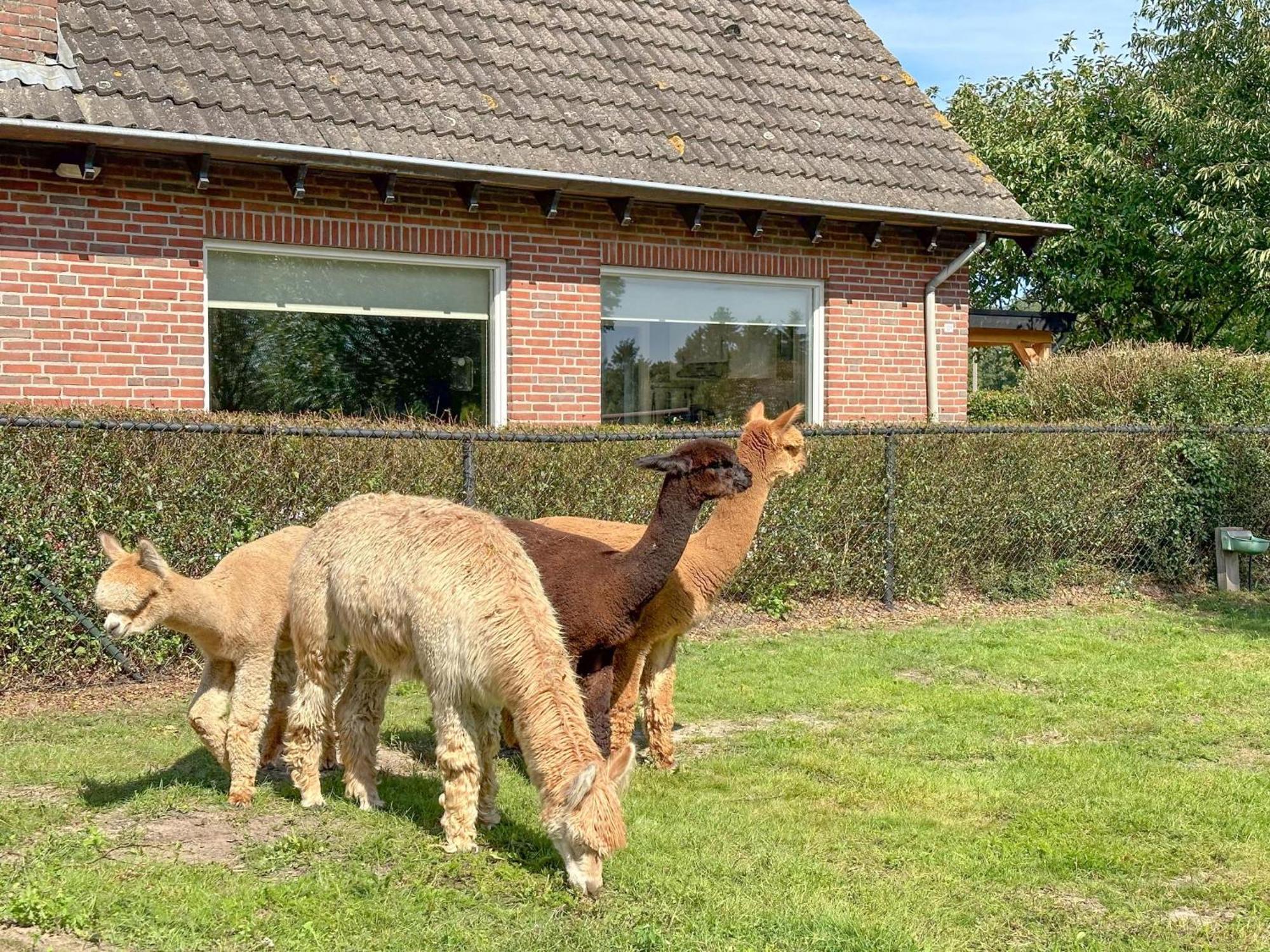 Alpacafarm Vorstenbosch Bagian luar foto