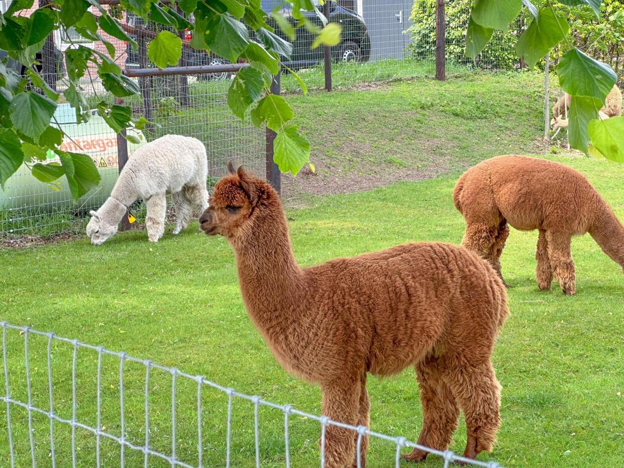 Alpacafarm Vorstenbosch Bagian luar foto
