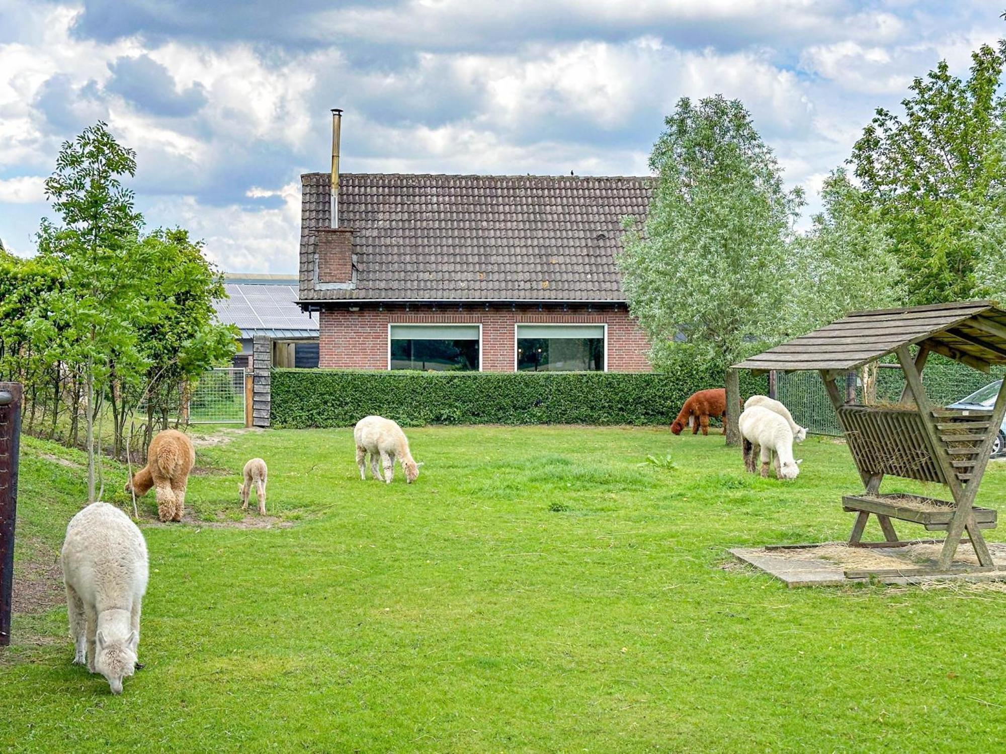 Alpacafarm Vorstenbosch Bagian luar foto